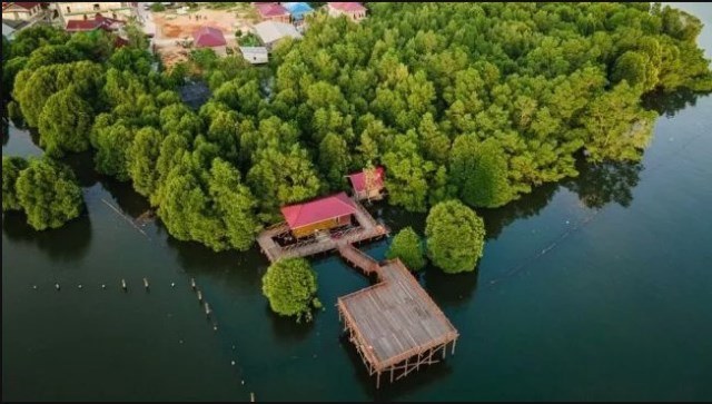 Wisata Mangrove Telok Bangko
