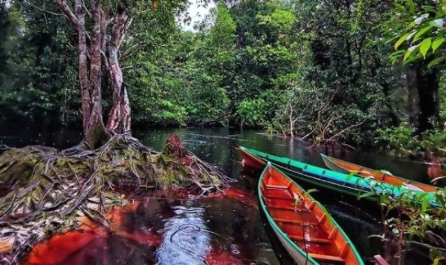 Eduwisata Kalimantan Hutan Itah