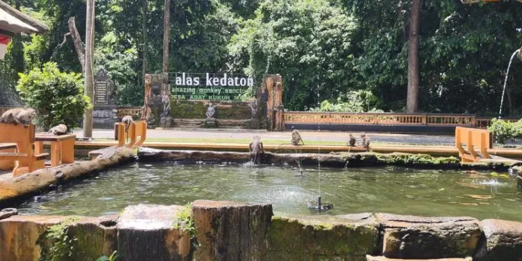 alas kedaton